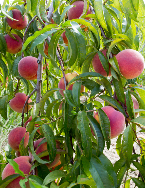 043_BennettFarms_2018.jpg