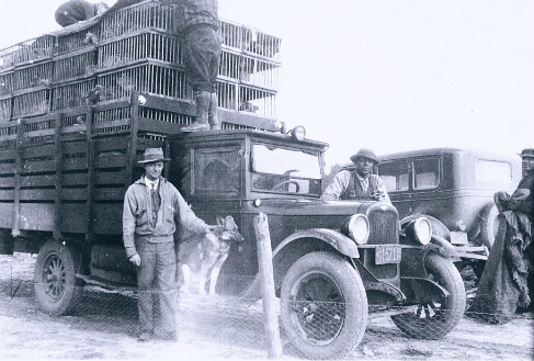 Bennett family members back in the mid 1950's taking chickens to market on a loaded chicken truck. 